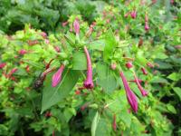 Nocenka zahradní (Mirabilis jalapa)
