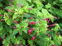 Nocenka zahradní (Mirabilis jalapa)