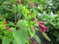 Nocenka zahradní (Mirabilis jalapa)