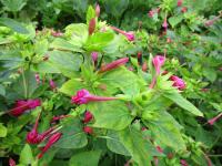 Nocenka zahradní (Mirabilis jalapa)