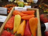 Paprika setá 'Monanta' (Capsicum annuum)