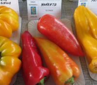 Paprika setá 'Monanta'