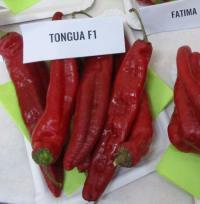 Paprika setá 'Tongua F1' (Capsicum annuum)