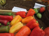 Paprika setá 'Boneta' (Capsicum annuum)