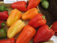 Paprika setá 'Boneta' (Capsicum annuum)