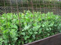 Hrách setý dřeňový 'Oskar' (Pisum sativum convar medullare)