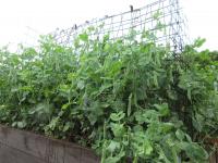 Hrách setý dřeňový 'Oskar' (Pisum sativum convar medullare)