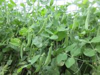 Hrách setý dřeňový 'Oskar' (Pisum sativum convar medullare)