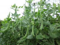 Hrách setý dřeňový 'Oskar' (Pisum sativum convar medullare)