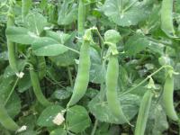 Hrách setý dřeňový 'Oskar' - lusky (Pisum sativum convar medullare)