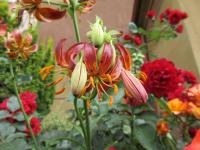 Lilie 'Arabian Knights' - Martagon hybridy (Lilium)