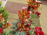 Lilie 'Arabian Knights' - Martagon hybridy (Lilium)