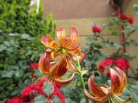 Lilie 'Arabian Knights' - Martagon hybridy (Lilium)