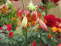 Lilie 'Arabian Knights' - Martagon hybridy (Lilium)