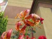 Lilie 'Arabian Knights' - Martagon hybridy (Lilium)