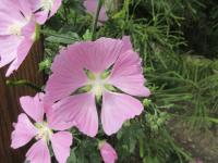 Sléz pižmový (Malva moschata)