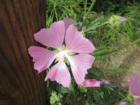 Sléz pižmový (Malva moschata)