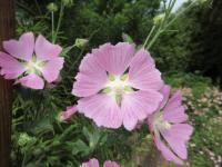 Sléz pižmový (Malva moschata)