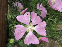 Sléz pižmový (Malva moschata)