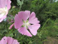 Sléz pižmový (Malva moschata)