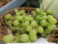 Réva vinná 'Galahad' (Vitis vinifera)