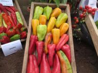 Paprika setá 'Demetra F1' (Capsicum annuum)