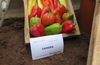 Paprika setá 'Sandra' (Capsicum annuum)