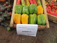 Paprika setá 'Garnet F1' (Capsicum annuum)