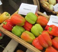 Paprika setá 'Priscila F1' (Capsicum annuum)