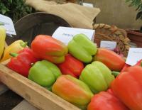 Paprika setá 'Priscila F1' (Capsicum annuum)