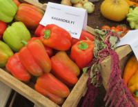 Paprika setá 'Kasandra F1' (Capsicum annuum)