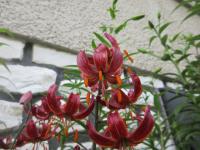 Lilie 'Port Wine' - Martagon hybridy (Lilium)