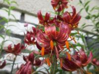 Lilie 'Port Wine' - Martagon hybridy (Lilium)