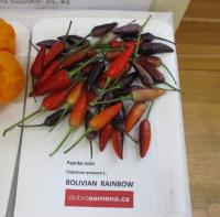 Paprika setá 'Bolivian Rainbow' - okrsná paprika (Capsicum annuum)
