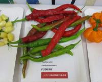 Paprika setá 'Fushimi' (Capsicum annuum)