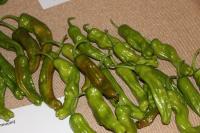 Paprika setá 'Shishito' (Capsicum annuum)