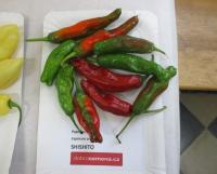Paprika setá 'Shishito' (Capsicum annuum)