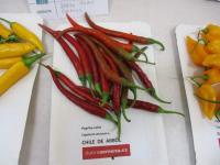Paprika setá 'Chile de Arbol' (Capsicum annuum)