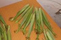 Kukuřice setá 'Minigold' (Zea mays)