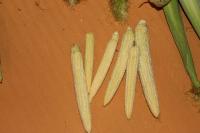 Kukuřice setá 'Minigold' (Zea mays)