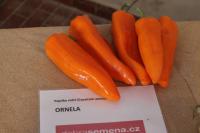 Paprika setá 'Ornela' (Capsicum annuum)