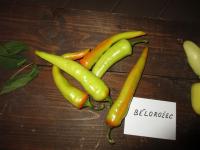 Paprika roční 'Bělorožec'