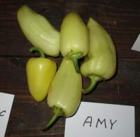 Paprika roční 'Amy'
