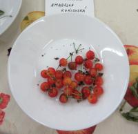 Višeň obecná 'Amarelka královská' (Prunus cerasus) Višeň obecná 'Amarelka královská' (Prunus cerasus)