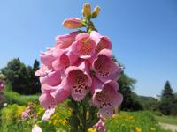 Náprstník červený 'Camelot Rose' (Digitalis purpurea)