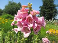 Náprstník červený 'Camelot Rose' (Digitalis purpurea)