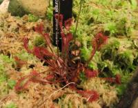 Rosnatka obvejčitá (Drosera x obovata)