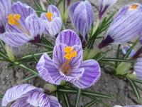 Šafrán jarní 'Pickwick' (Crocus vernus)