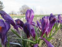 Šafrán jarní 'Flower Record' (Crocus vernus)