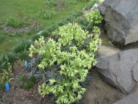 Čemeřice smrdutá (Helleborus foetidus)